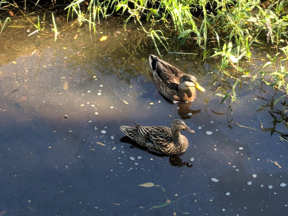 Like a #duck to water #WrightPark #Clearwater #Florida