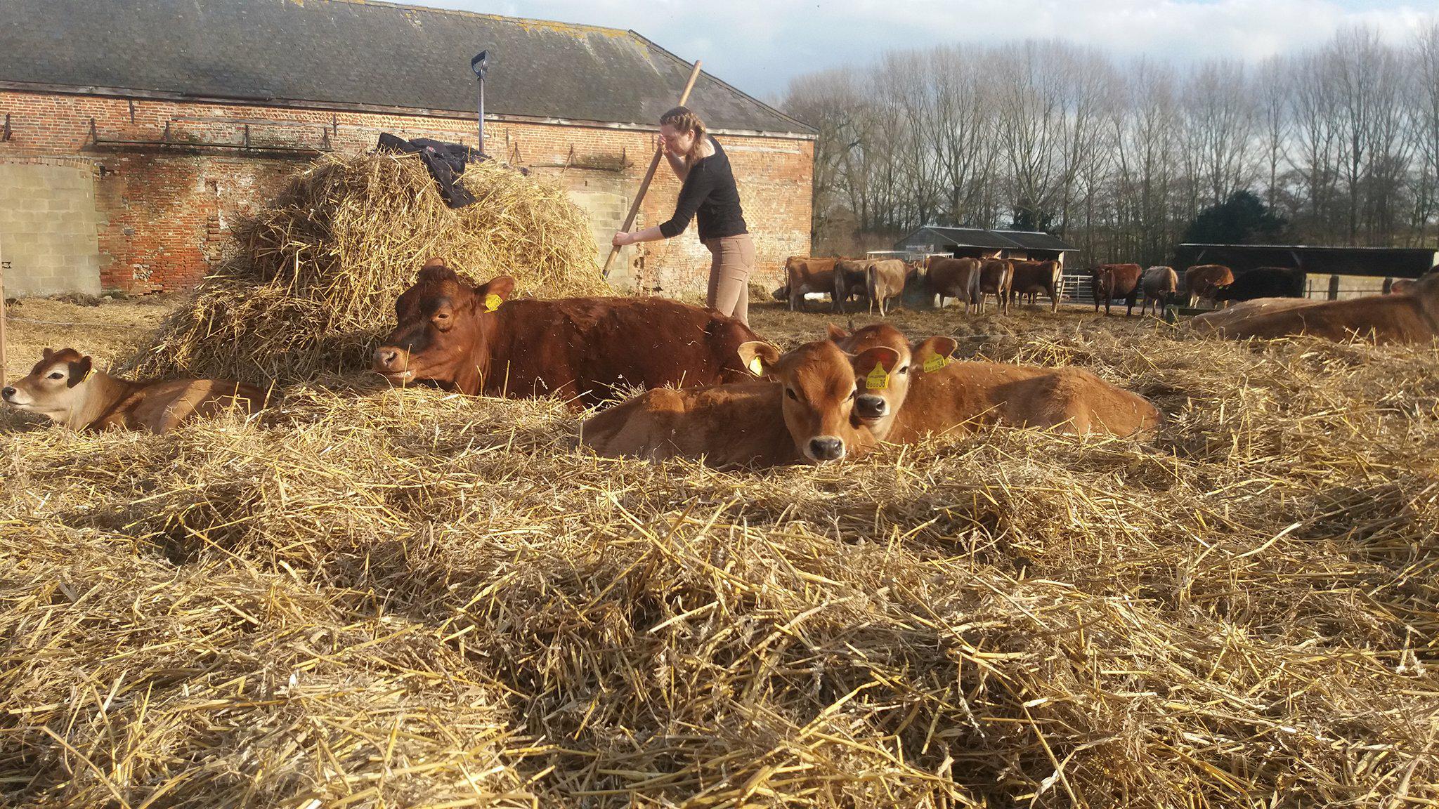 The Calf at Foot Dairy®️ on Twitter "No seriously guys don't mind me I