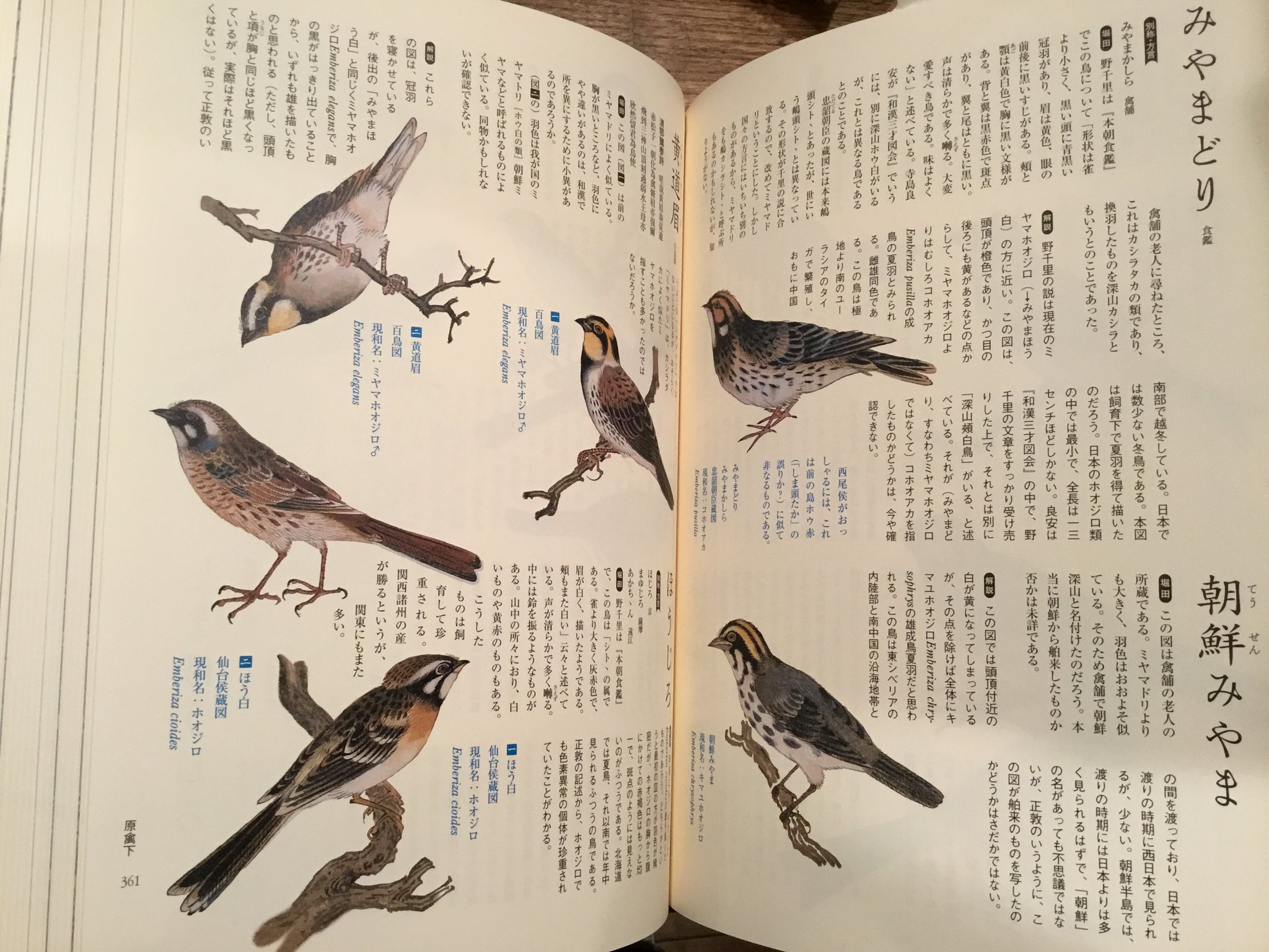 Amazon.co.jp: 江戸鳥類大図鑑 よみがえる江戸鳥学の精華『観文