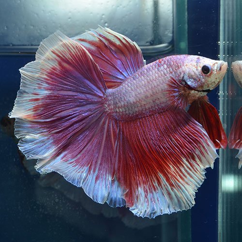 よこはま金魚 本店 ハーフムーンバタフライ ラベンダー Betta ベタ 横浜 T Co Tb1xbm8ztx Twitter