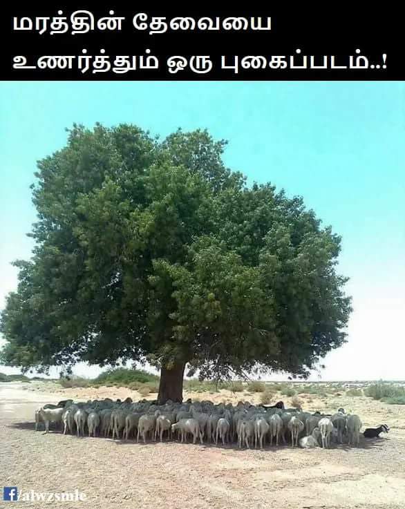 SabareshDhoni's tweet photo. #Save_the_Trees🌴🌴
#plant_a_Trees🏝
#Save_the_Earth🌏 https://t.co/GC7y2g71Wy
