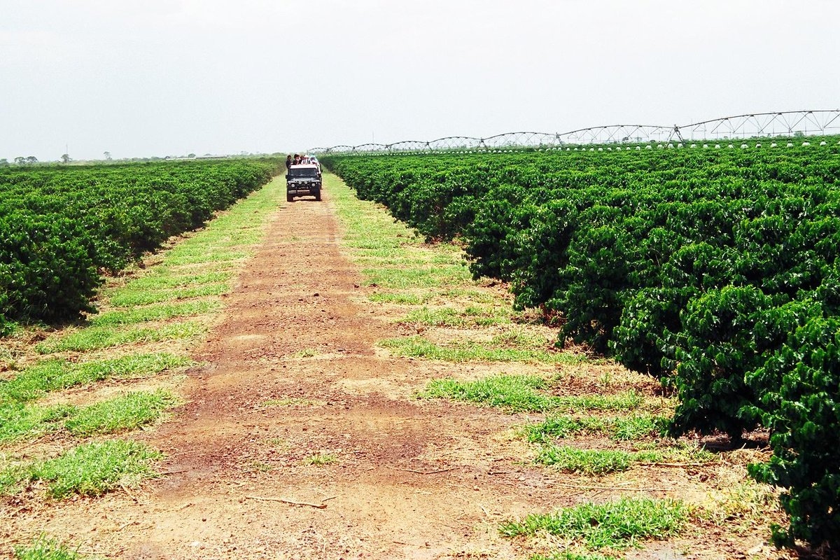 Daterra just achieved world’s highest Sustainability recognition! They became the first farm in the world to receive “Level A” certification from Rainforest Alliance. Proud to be one of your trustful EU Partners. <a href="/DaterraCoffee/">Daterra Coffee</a>