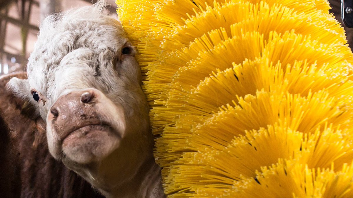 Loistavat liikeideat syntyvät käytännöstä. FinnEasy Oy:n innovoima mekaaninen, nivelöity karjaharja osui alallaan oikeaan hermoon ja valloittaa parhaillaan maailmanmarkkinoita. Lue lisää EasySwing-harjan syntytarinasta täältä: goo.gl/hQiEYu