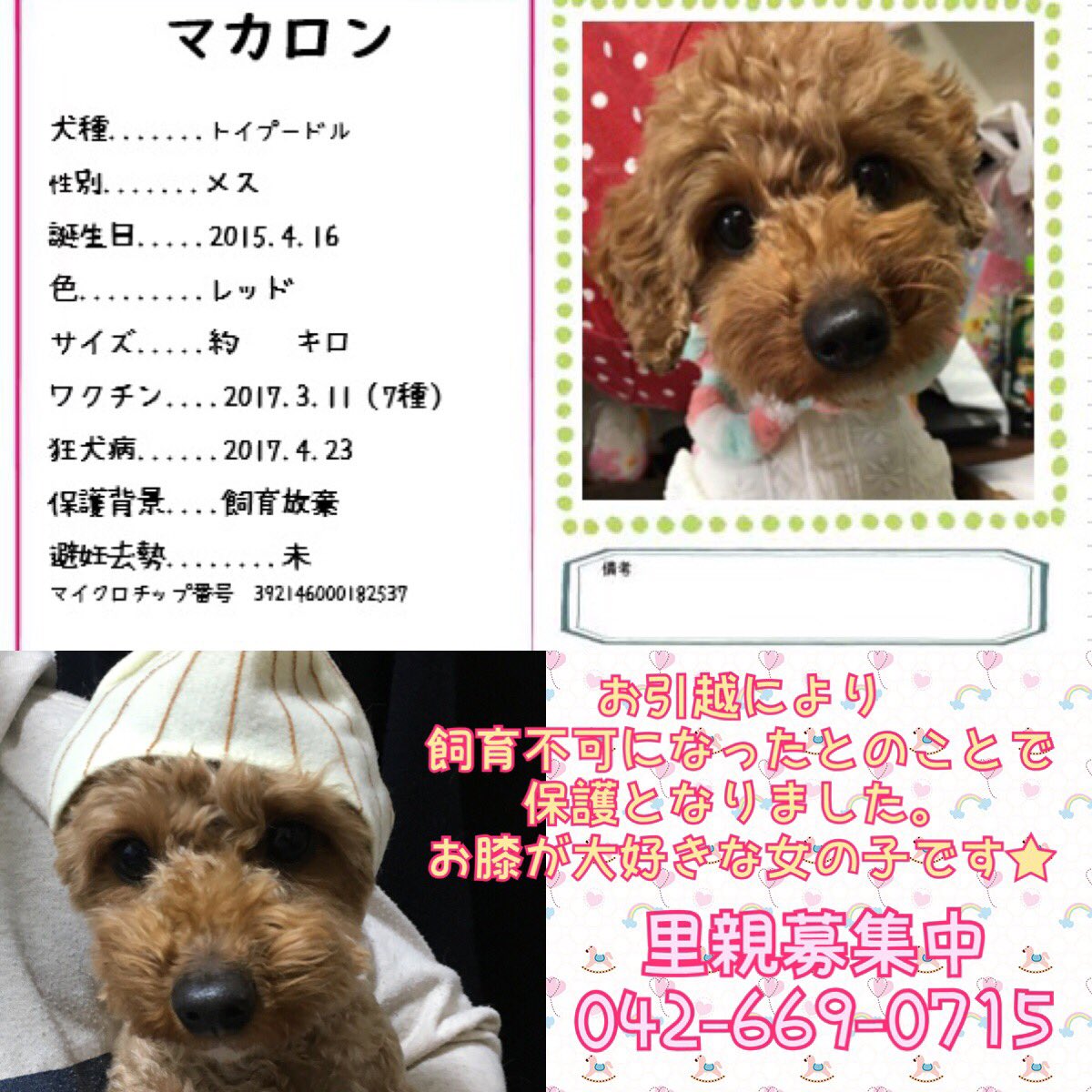 保護犬カフェ 西八王子店 本日保護のマカロンちゃんです お引越先で飼育できないとのことで 保護となりました まだ自分のおかれた状況はわかっていない様子で 不安そうな表情です 何があっても途中で放棄することなく 生涯愛してくださる里親様を