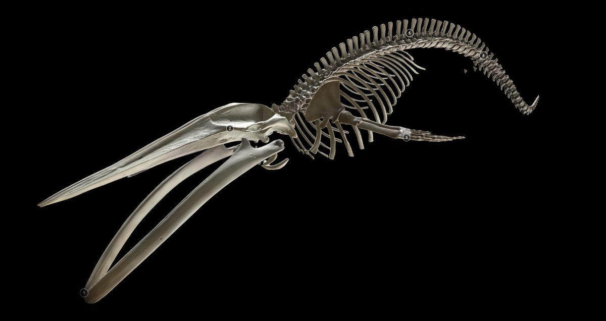 Blue whales are the biggest animals on this planet. Thanks to <a href="/NHM_IAC/">Imaging and Analysis</a> 3D modelling, you can now explore every single supersized bone from your phone screen 🐋 Find out more: nhm.ac.uk/discover/blue-…