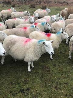 MISSING/STOLEN - Troutbeck/Kirkstone Pass - 14 In lamb cheviot ewes (marked like ones in the pic)  26th Feb. We have searched everywhere and no sign.The sheep have been marked with TECTRACER a unique anti theft system. Ear tag has SIMPSON on it. please contact Pip 07713 122828