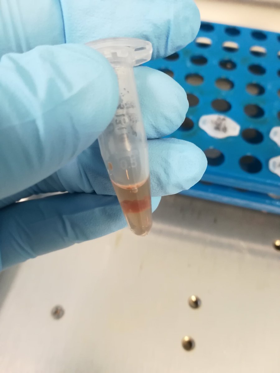 frozenark's tweet photo. Research update: @Laurie__Fabian and @AndiBeazer are testing out different extraction techniques on #otter muscle kindly provided by the @Otter_Project in preparation for their research projects! #DNAdegradation #studentscience #otterlyfun https://t.co/E7ng6Sg63J