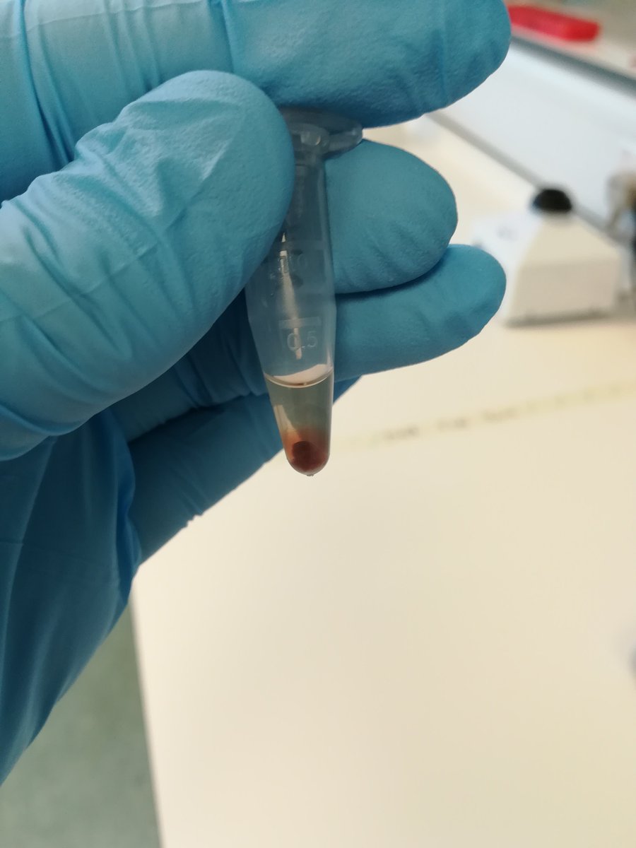 frozenark's tweet photo. Research update: @Laurie__Fabian and @AndiBeazer are testing out different extraction techniques on #otter muscle kindly provided by the @Otter_Project in preparation for their research projects! #DNAdegradation #studentscience #otterlyfun https://t.co/E7ng6Sg63J