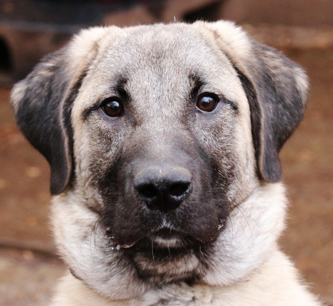 Tierheim Botnang Hunde