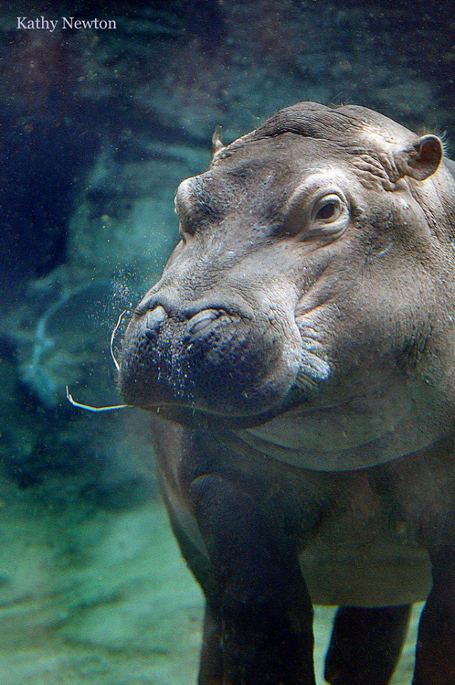 CincinnatiZoo tweet picture