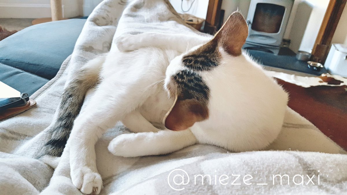 Mieze_Maxi's tweet photo. You can't see Rocky's whiskers this #WhiskersWednesday as he us doing a Bezel shaped full body clean ... 🐈😻👌💝
#AdoptDontShop #TNR #catsofdubrovnik https://t.co/jvVroJxyBj