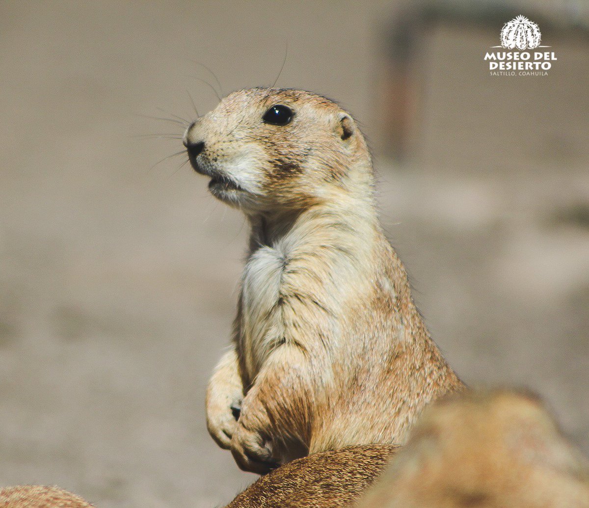 Museo del Desierto 🦖 on Twitter: "El Perrito de la Pradera (Cynomys mexicanus) es una especie de gran relevancia en el ecosistema debido a que sus colonias modelan la disponibilidad de recursos
