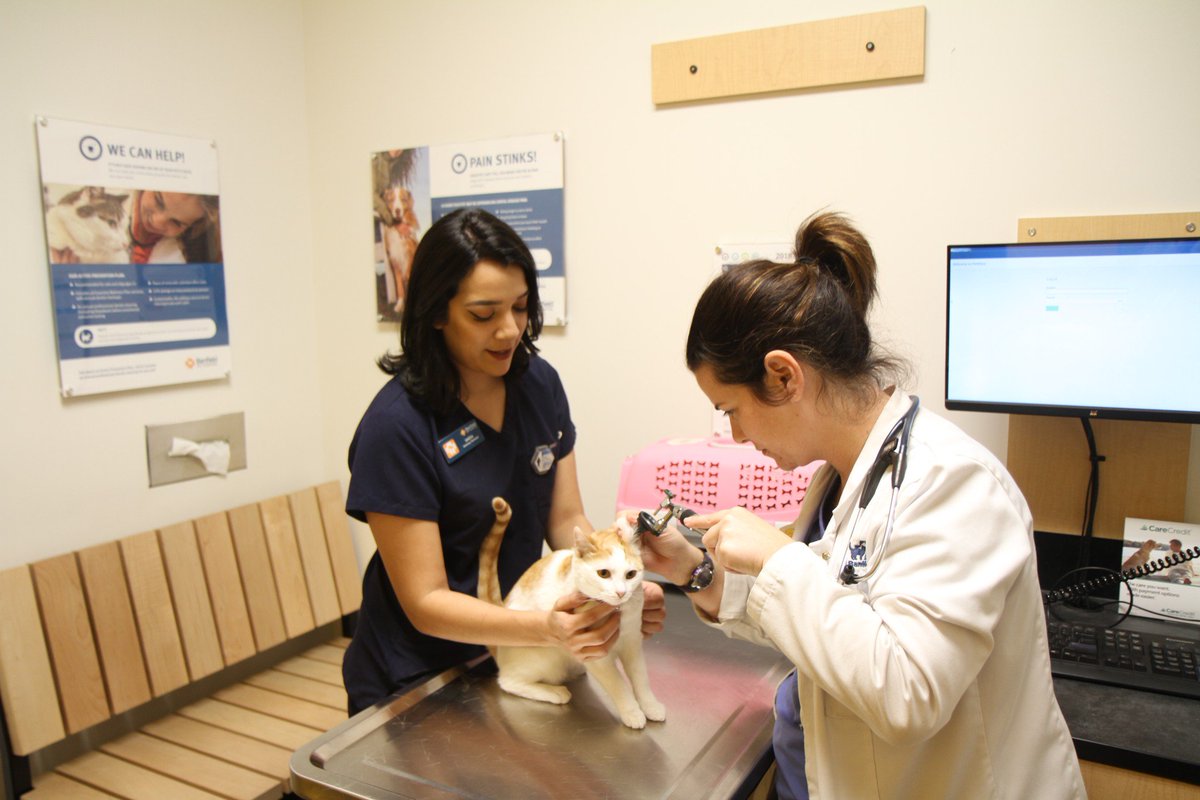 PDXTbird's tweet photo. Are you a #VetTech seeking a new career opportunity w/ room to develop? Our associates have the freedom to move into hospital leadership positions! If you’re interested in shift lead, practice manager, or learning manager positions, explore more here: https://t.co/i02qPZ4er8 https://t.co/8fJ2mccebc