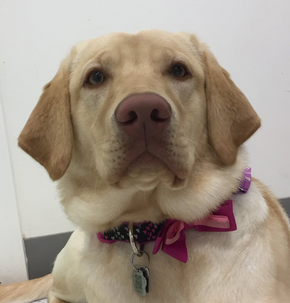 Me_n_Moms_'s tweet photo. Abby Takes picture taking very seriously! It's all tail wags and kisses during the grooming process! #groomingdogs #grooming #petgrooming #grooming #petgrooming #doggroomer #doggroom #doggyshopgrooming #pretty #prettydog #dog #dogs #doggy https://t.co/u4roEIJfcW