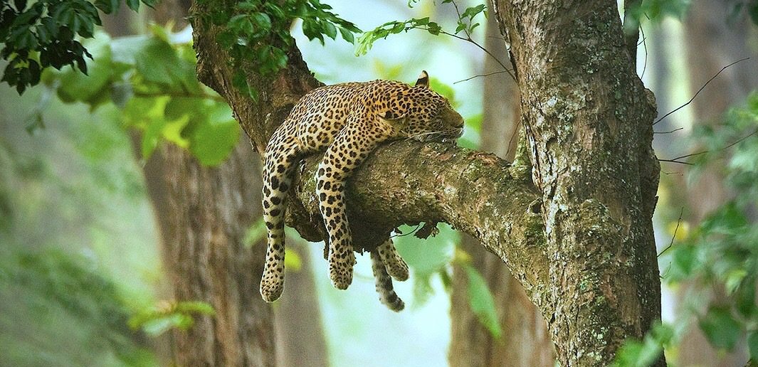 I’m running a workshop in Brighton in April. We’ll be exploring how to rest more deeply, recover better &amp; get more value out of your down time... 
like this Leopard in a tree. 

Leopard in a tree - Singapore. 
By wildlife photographer Suhir Shivaram 

stillpointtheatre.co.uk/education/embo…
