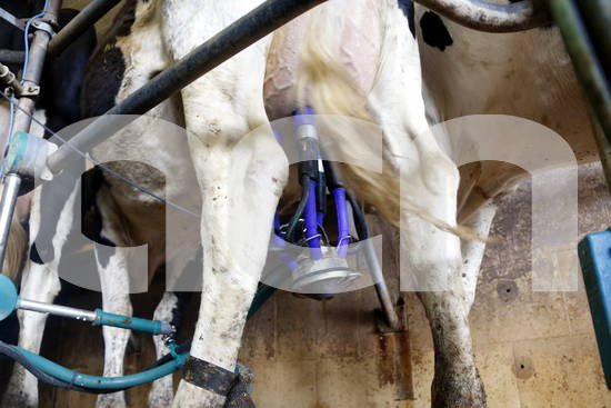 ACNponent's tweet image. .@uniopagesos demana que s'autoritzi la venda directa de #llet crua, #aus de corral i #conills del #pagès o #ramader al consumidor ht.ly/A8oW30iOnyR