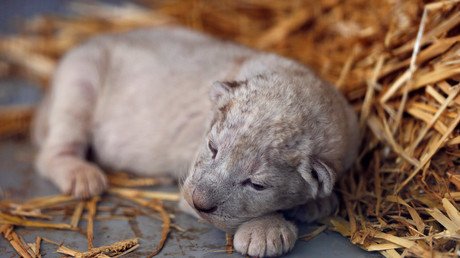 ocdailydigest's tweet photo. New article (Zoo death threats: Swedish wildlife park exposed for destroying 163 healthy animals) has been published on Orange County Daily Digest - https://t.co/NyWiaVRu26 https://t.co/dW18e6DxY1
