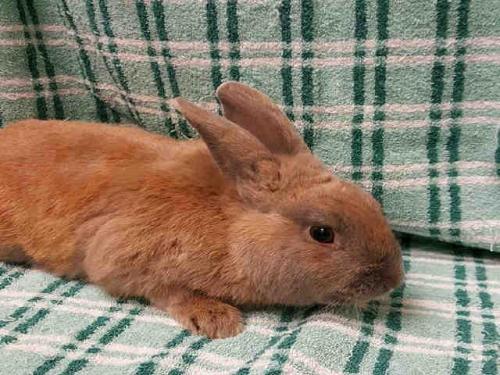 AdoptableBuns's tweet image. A083692 is an adult bunny rabbit from #Appling, GA. petfinder.com/petdetail/4106…