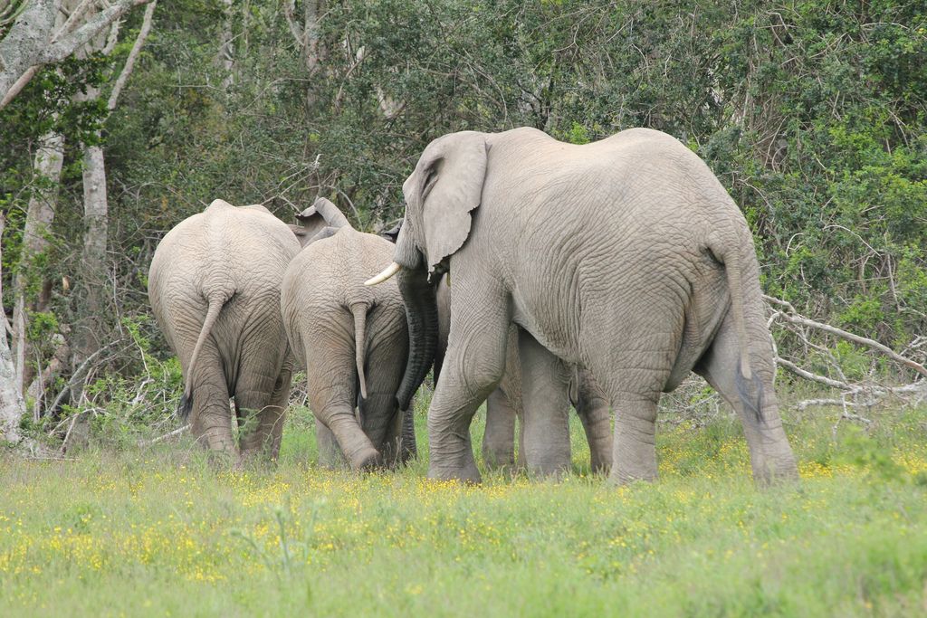 How do we express compassion in difficult conversations? Adam Grant shares his insights with Roger Martin on Facing Adversity by Tackling the Elephant in the Room bit.ly/2oDcdhg