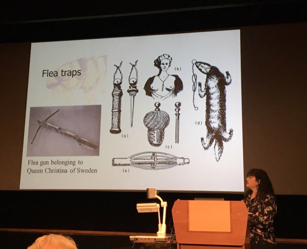 NHM_Fleas tweet media