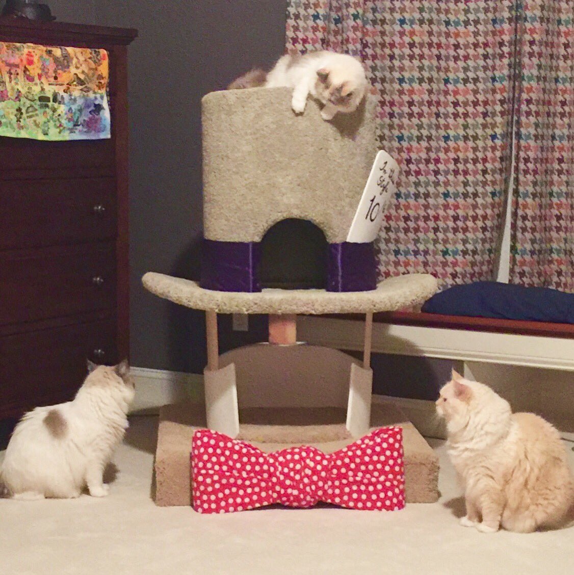 SqPaws's tweet photo. A recent #hatforacat #madhatter #SquarePaws #unique #cattower #artthatcatsdreamof #AliceinWonderland #catlovers #handmade #meow https://t.co/tQZEz6ucGy