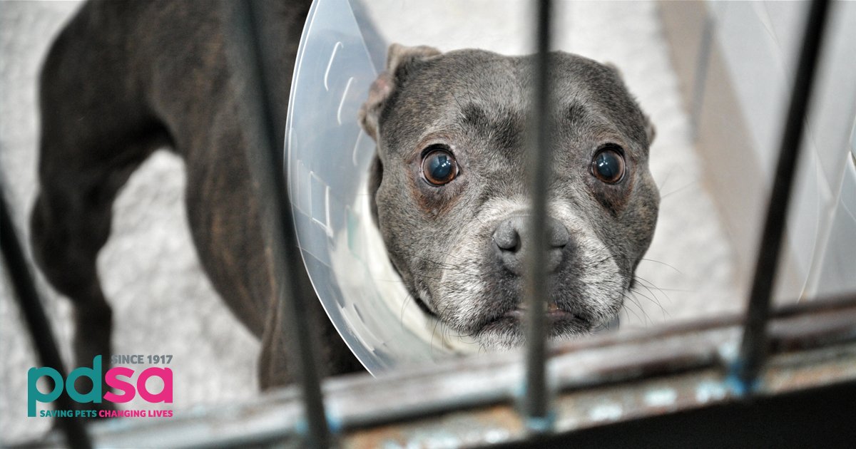 PDSA_HQ's tweet photo. We've already raised over £2,500 to help replace the ultrasound machine in our #Manchester Pet Hospital. We need your help to reach our £5,000 target. PLEASE RT, tag your friends &amp; spread the word. We're nearly there. Together we can make it happen. #Thanks #PDSAManchester 💗 https://t.co/S0WGYMosDo
