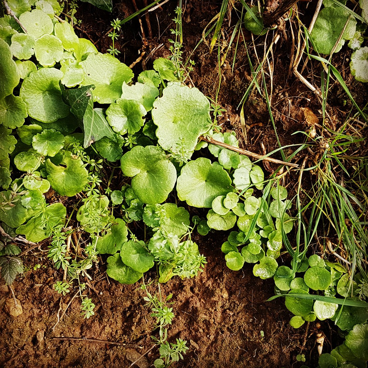 PrioryCoffeeCo's tweet photo. Who else was told as a kid that #pennywort was actually "worth" a penny? #whatapity #notlegaltender #Idbuycoffee https://t.co/ETw5HimGt5