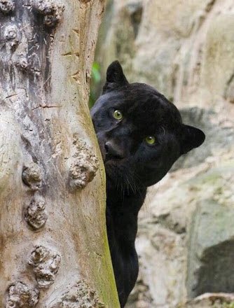 Psolemn's tweet image. never forget.
no more injustice.

#JusticeForWildlife #เสือดำต้องไม่ตายฟรี