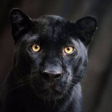 Psolemn's tweet image. never forget.
no more injustice.

#JusticeForWildlife #เสือดำต้องไม่ตายฟรี