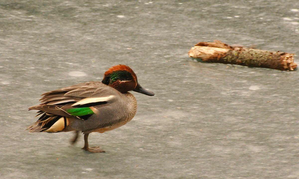 Primeur: wintertaling in de #OudeHaven! Staat op de Rode Lijst en is verstoringsgevoelig. Watersport&amp;recreatie in hun gebied hebben onherroepelijk hun weerslag op de soort. Wie dat bizarre idee heeft bedacht @annesdejongd66 ? De Vogelbescherming <a href="/vogelnieuws/">Vogelbescherming NL</a>