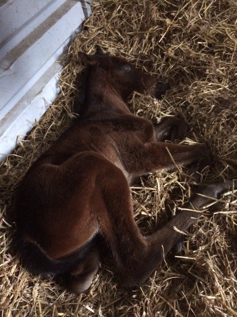 rpbloodstock's tweet photo. Adaay, Muhaarar and Swiss Spirit have all had pictures of their offspring recently added to the #RPfoalgallery, in association with @RacingFX1 >>> https://t.co/BMOsVbGegh https://t.co/RoLeDUzBjQ