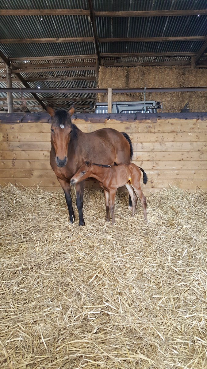 rpbloodstock's tweet photo. Adaay, Muhaarar and Swiss Spirit have all had pictures of their offspring recently added to the #RPfoalgallery, in association with @RacingFX1 >>> https://t.co/BMOsVbGegh https://t.co/RoLeDUzBjQ