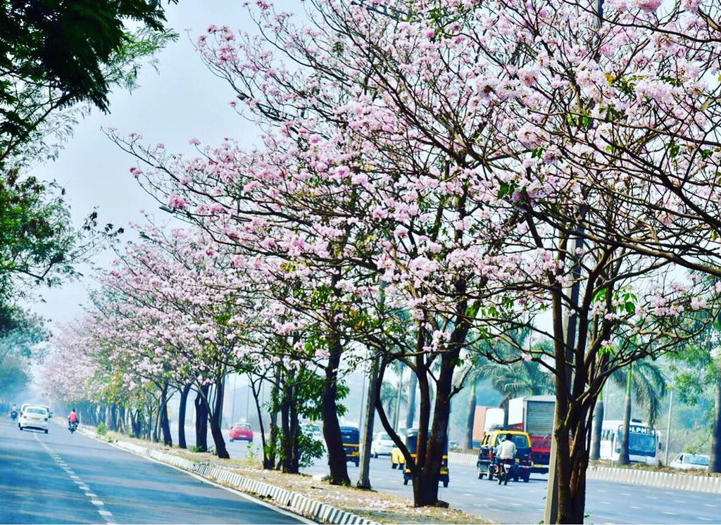 If you thought this is #picture clicked in #London or #Japan .. this is our very own #Amchi #Mumbai what a sight of #pinkblossoms along #Vikroli #EasternExpress service road @MumbaiUpdate @WeAreMumbai @LbbMumbai @MumbaiMusafirs @TrendsMumbai