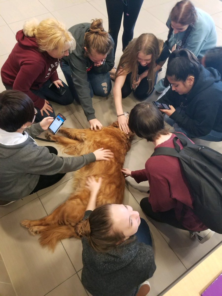 Clear_LakeHS's tweet image. CCISD Prevention Specialist brought Aldo to visit CLHS during Falcon Lunch. Aldo brightened the day for everyone! #MakingCaringCommon