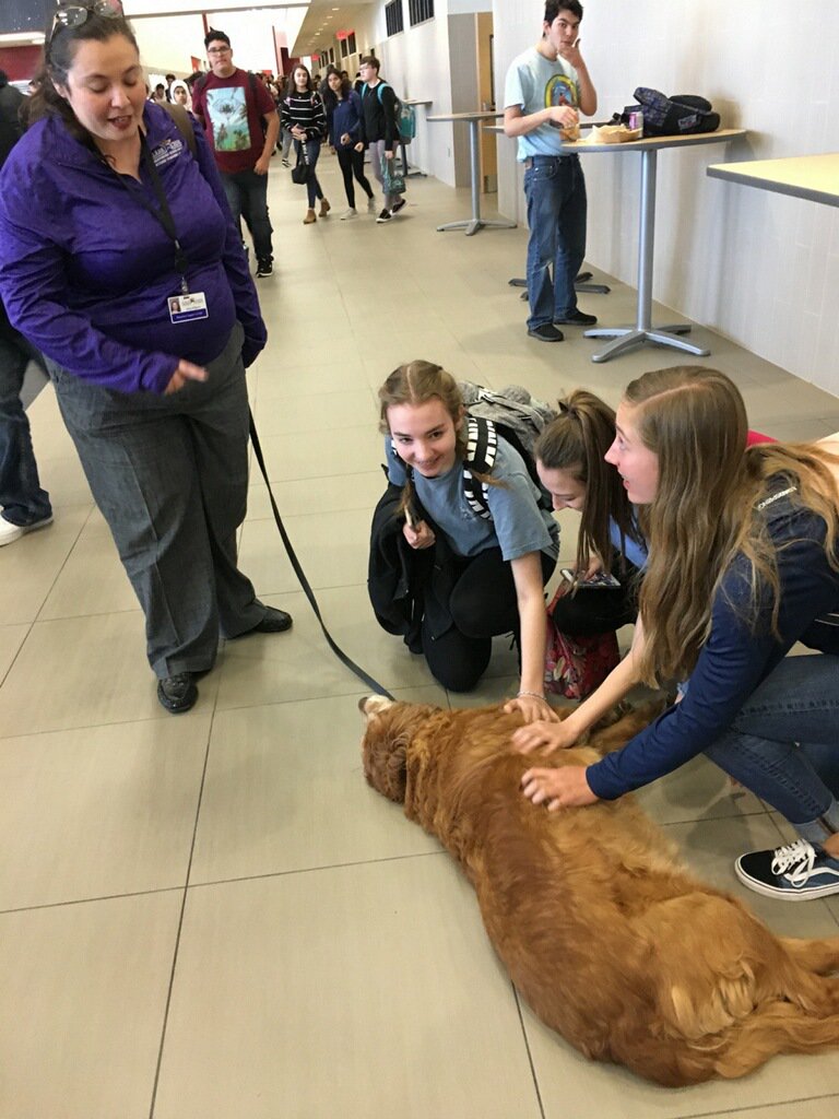 Clear_LakeHS's tweet image. CCISD Prevention Specialist brought Aldo to visit CLHS during Falcon Lunch. Aldo brightened the day for everyone! #MakingCaringCommon