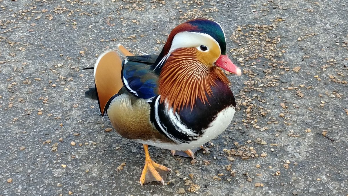 Gerald Lynch tweet media