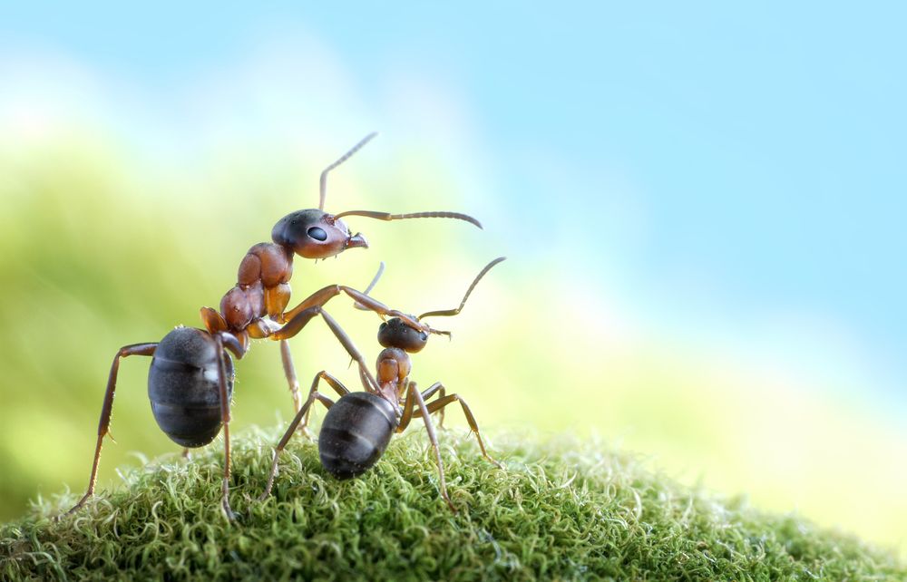Colonies117's tweet image. Four Ways Ants Are Good For Your Garden
buff.ly/2trvRBU
#Ants #AntFarms #AntFarmsforsale