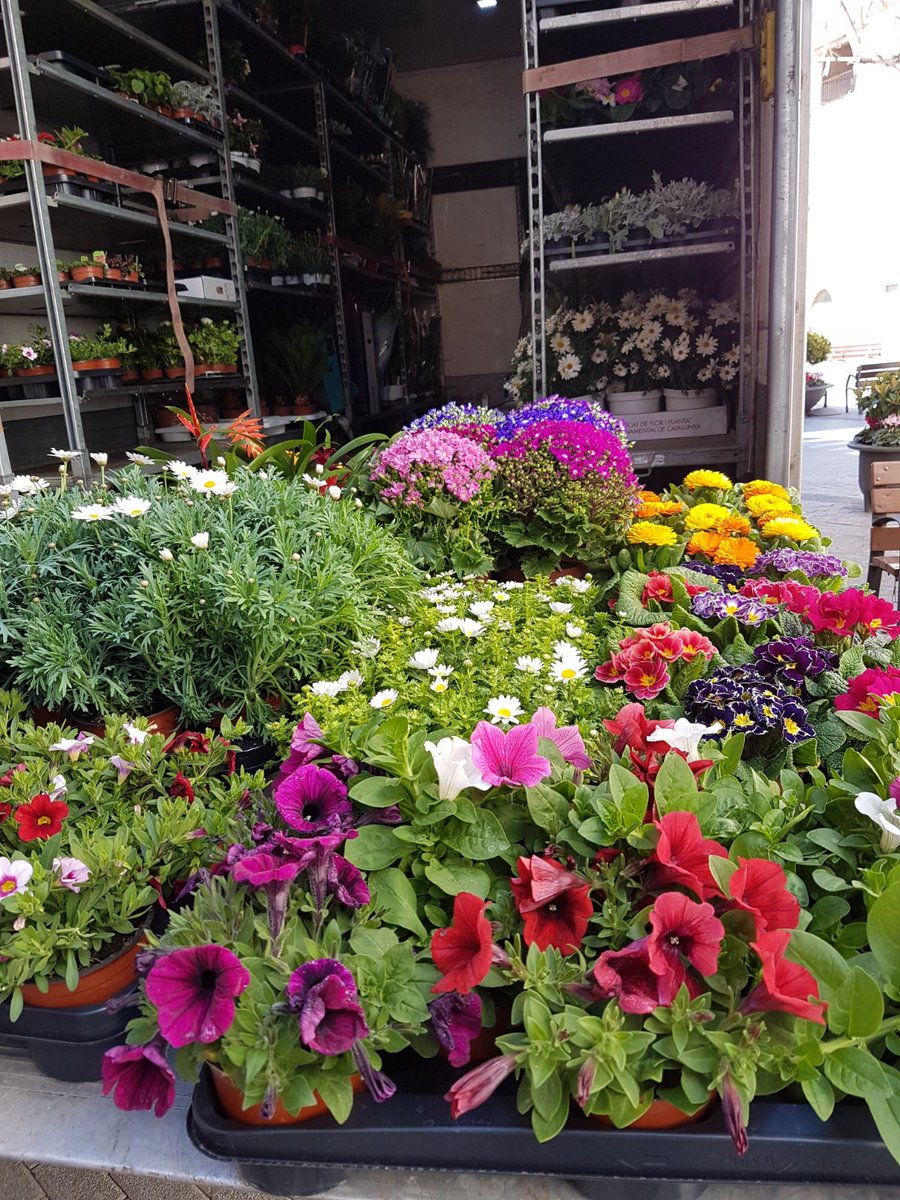 arrels_flors's tweet photo. I avui, reposant plantes!
Y hoy reponiendo plantas!
#ramodeflores #ramdeflors #olesademontserrat #flors #flores #centrofloral #centreflors #centroflores #aniversario #aniversari #floristeria #bodas #casaments #artfloral #artefloral #novias #florfresca #plantas #plantes https://t.co/EV7qDLCsic