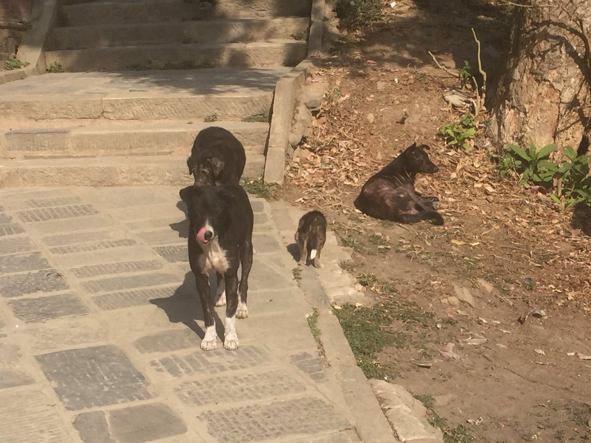Helping_Paws_'s tweet photo. #Today we have started #treating 7 #puppies and 3 #mummydogs at the #monkeytemple in #nepal as they all have severe skin conditions and are #malnourished. Unfortunately this afternoon when we arrived 1 of the puppies had already passed away 😢😞 https://t.co/WnC8dBOE2o