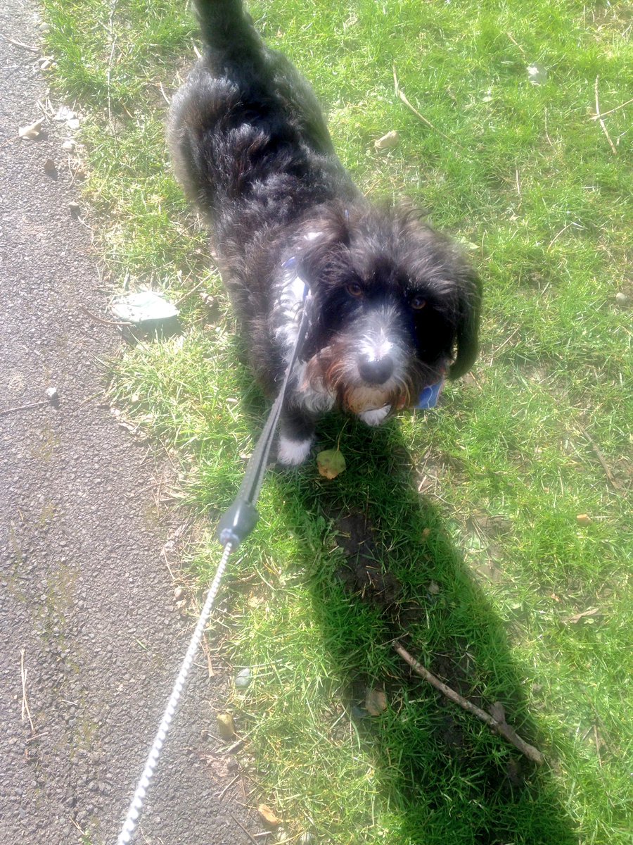 barkleybeccles's tweet photo. The sun is shining and it's lovely and warm so we took the long way home from the park #spoilingourselves #thesunhasgothishaton https://t.co/X61e1L088x