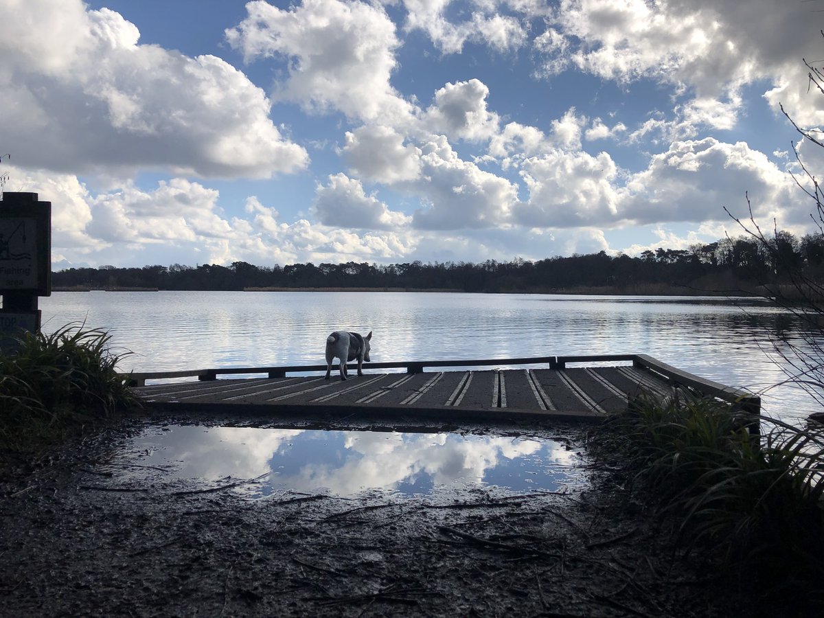 ArchieAndWilson's tweet photo. Nice day for a dip walker https://t.co/e05zfuKmYb