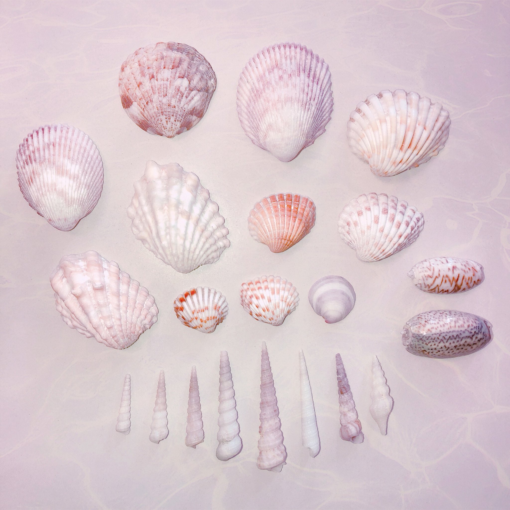 よこ 久しぶりに海に行ったら綺麗な貝殻いろいろみつけた T Co 4yn423ieem Twitter