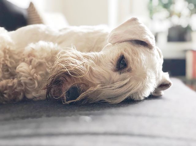 joshrubin's tweet photo. Logan is exhausted from partying through his 15th birthday yesterday. Also, I'm loving the new depth mode in @halideapp and direct handoff to edit in @usedarkroom .
.
.
#shotwithhalide #darkroomapp #sealyhamsofinstagram #sealyhamterrier #sealyham #olddog… https://t.co/kldNn5fEjo https://t.co/DUh6vQoTxz