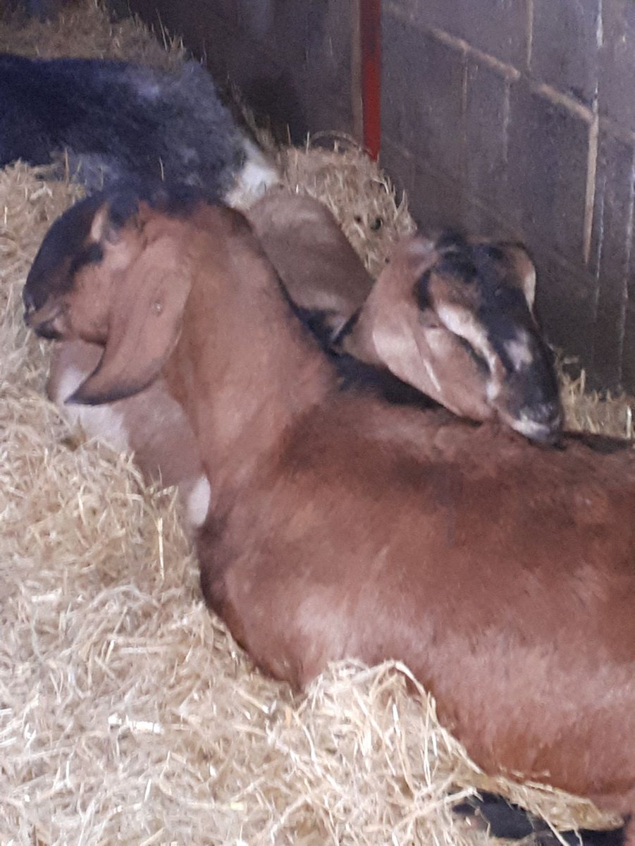 elliesdairy's tweet photo. Meanwhile Zenobia and Lara are hard at work! #lazygoats https://t.co/2RuOzc1rSq