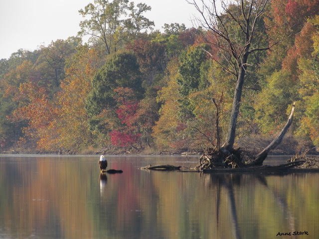 CleanWater_MD's tweet image. Forests provide shelter, food, and nesting sites for various creatures on the land and in the water. Sign our petition to help us #ProtectOurTrees. greenactions.org/protect-maryla…