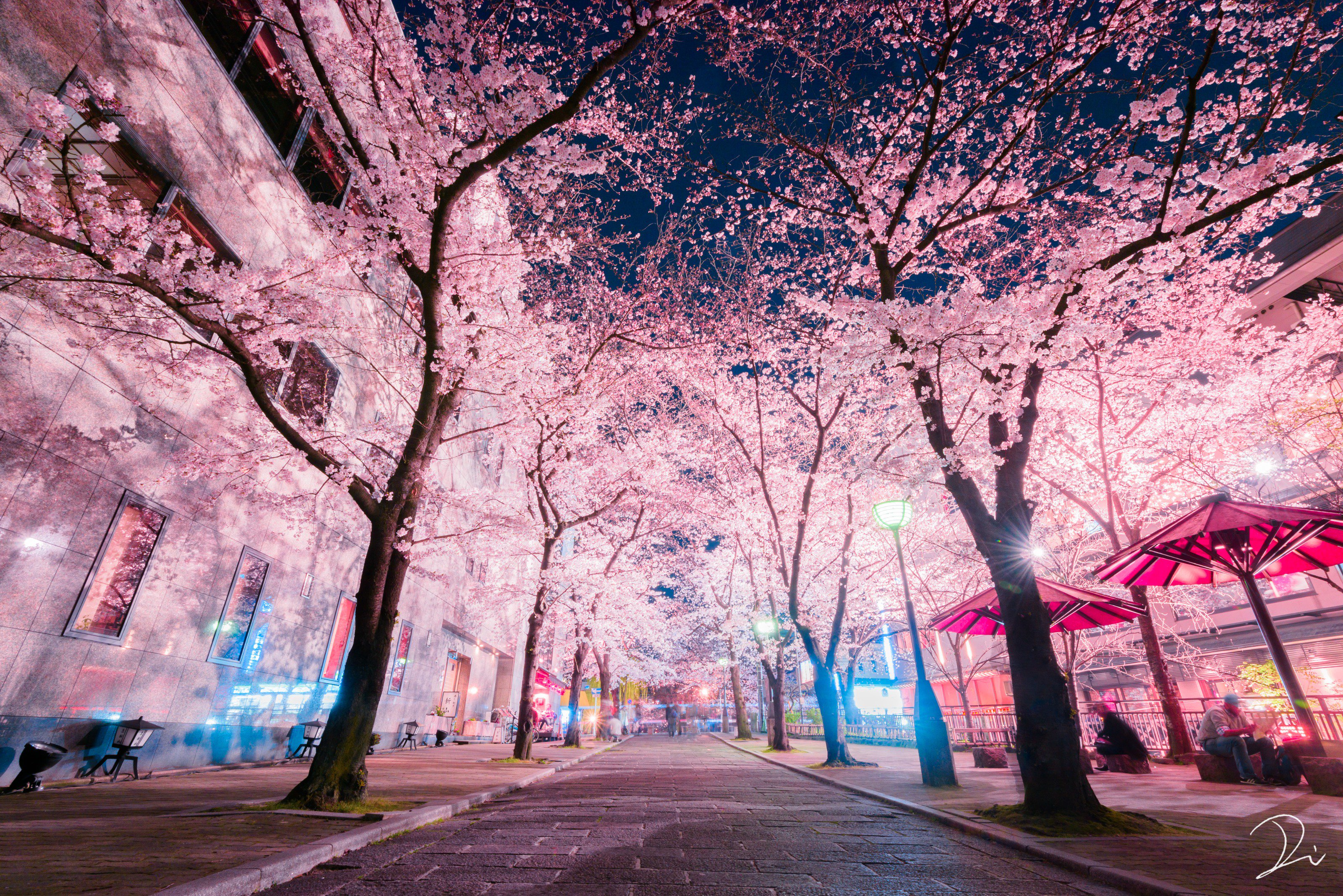 うさだぬ 極彩色の京都 写真集 夜桜４選 段々と春に近付き 少しずつ花が咲き始めてきました 桜 が咲くのを心待ちにしつつ過去の夜桜で少し早いお花見をしましょう 1 京都 2 滋賀 3 京都 4 兵庫 インスタのフォローもお待ちしています
