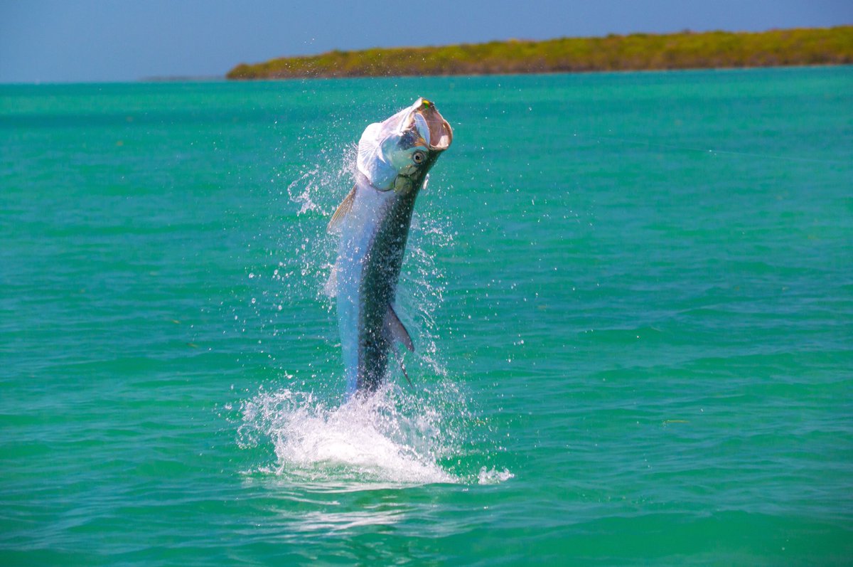 silverkingstv's tweet photo. Captains Jared Raskob and Craig Brewer put a number of fish in the air in “Bad Man”...watch it Saturday morning on @Discovery https://t.co/rZwdkcreKk