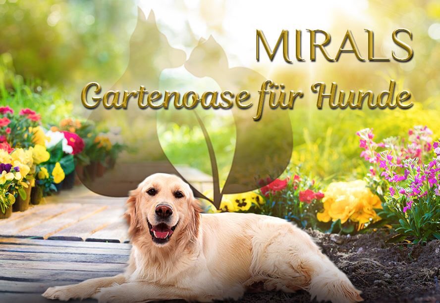 _mirals_'s tweet photo. Neue Tipps für eine Gartenoase für den Hund 😍🐾🌺🐶 
Schaut schnell auf unsere Facebook-Seite ✌🏻 
#mirals #miralstipps #hunde #hund https://t.co/74hI4eZgt4
