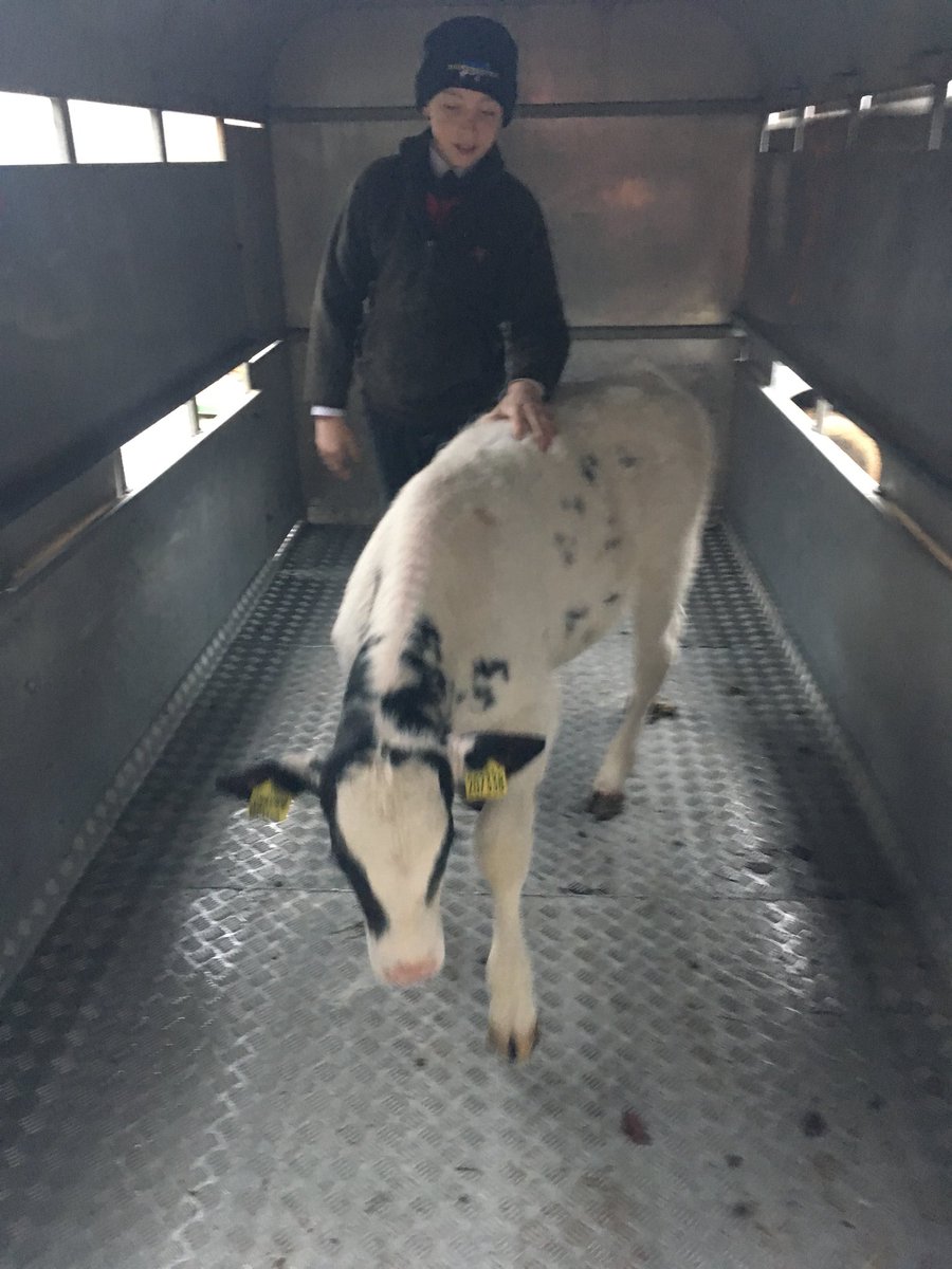 #harveywallbanger loaded safely and off to market. He sold well and gone to a good cause the UAE Tour kitty. Looking forward to a warmer climate.☀️🏉<a href="/Cressbrook_Sed/">Boarding</a> <a href="/SedPrepSport/">SedberghPrepSport</a> <a href="/Sed_Sedgwick/">Sedgwick House</a>