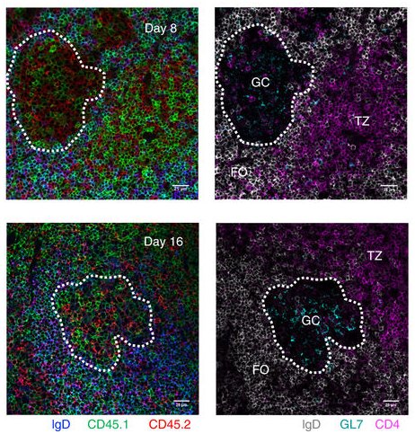 mmw_lmw's tweet photo. #GerminalCenters | Entry into GC controlled by peptide-MHCII complex density | MHCII #Bcells preferentially recruited to early GCs but does not persist in established GCs | #ClonalSelection | Garnett Kelsoe @DukeMedSchool @NatureComms https://t.co/Z13OzlRnee https://t.co/Man9yhAbG8
